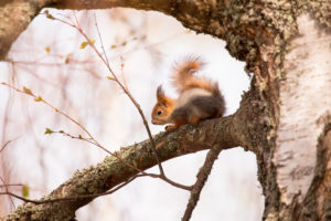 Red Squirrel (Sciurus vulgaris) baby on Birch Tree Branch, Springtime, Finland Red Squirrel (Sciurus vulgaris) baby on Birch Tree Branch, Springtime, Finland